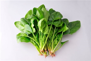 鲜嫩菠菜健康长寿蔬菜——自理自洗