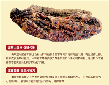 甘肃特产酒泉野生肉苁蓉大芸 泡酒料中药材沙漠人参大漠双雄正品